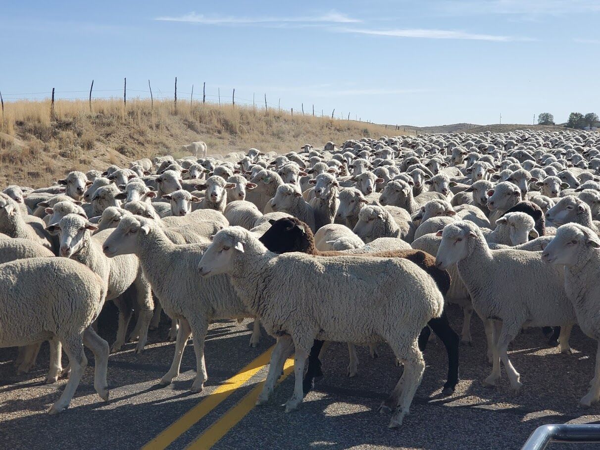 OUTDOORS: Coming full circle with wool